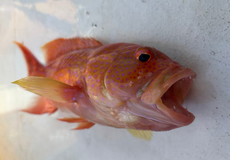 五目Fishingツアー