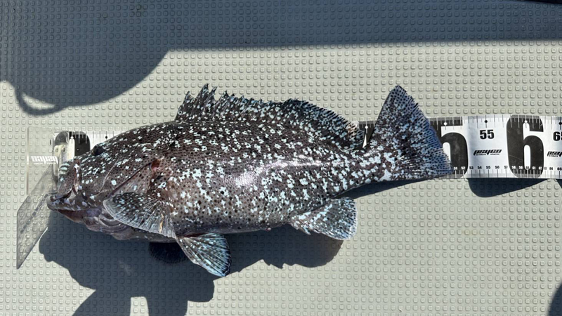 大型魚を狙う釣り船ツアー