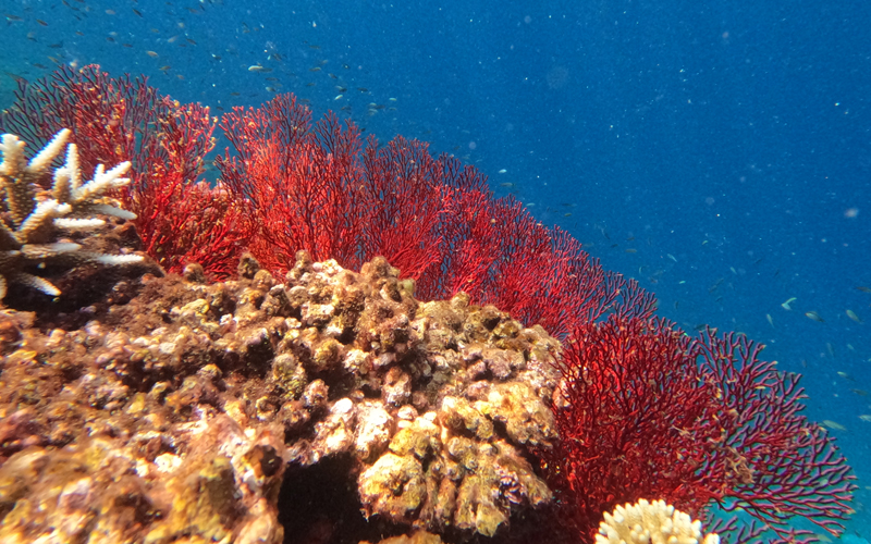 大型魚を狙う釣り船ツアー