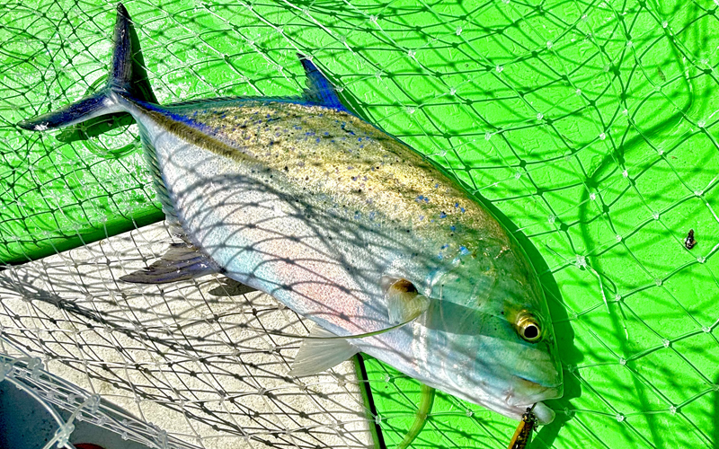 大型魚を狙う釣り船ツアー