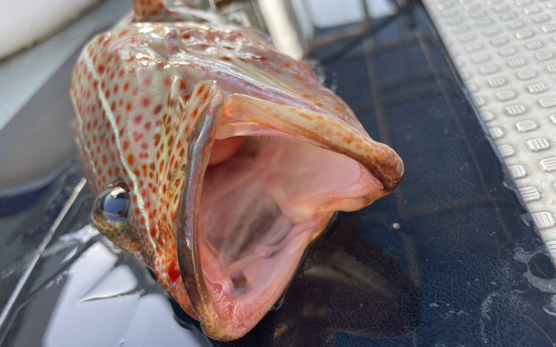 大型魚を狙う釣り船ツアー