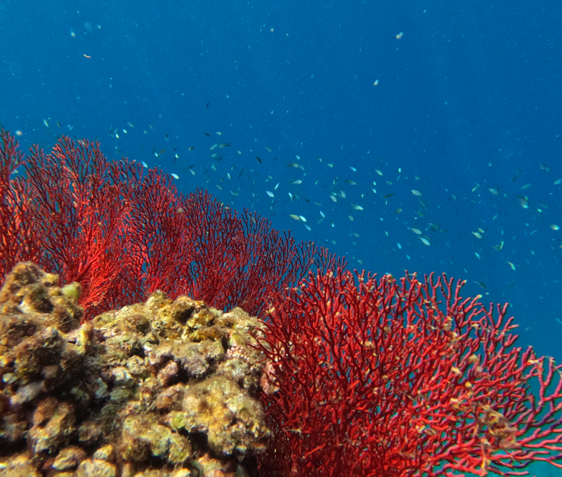 冒険ボートシュノーケリング